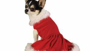 Chihuahua flow: co potřebujete vědět o tomto období